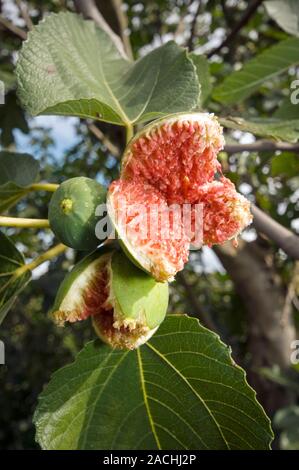 Over-ripe figs on a tree. Over-ripe fruit of a fig tree (Ficus carica) that have split open after autumn rains. Photographed in Orvieto, Umbria, Italy Stock Photo