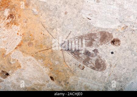 Perfect JURASSIC Insect Fossil Cicada positive + negative Daohugou Inner Mongolia Northeast China with good imprint