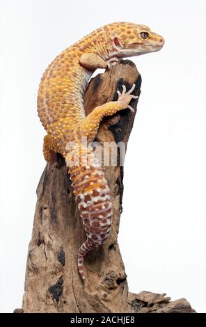 Albino leopard gecko (Eublepharis macularis) climbing on a piece of dried vine. Stock Photo