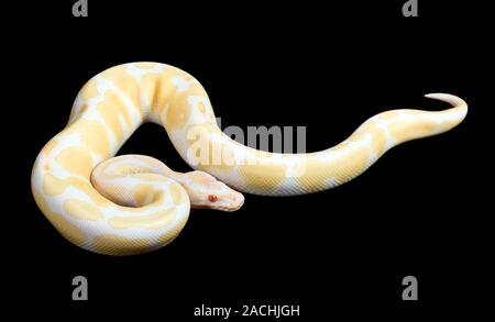 Albino royal python (Python regius ). Stock Photo