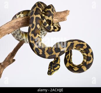 Royal python (Python regius ) on a branch. Stock Photo
