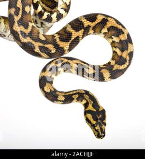 Royal python (Python regius ) on a branch. Stock Photo