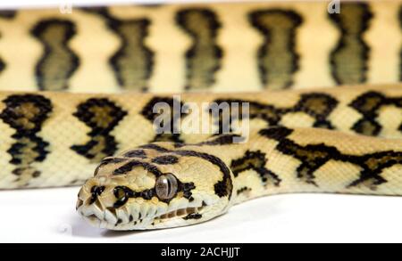 Jaguar variant carpet python. Close-up of the head of a carpet python (Python regius ) showing the sensory pits under its mouth. These pits are used t Stock Photo