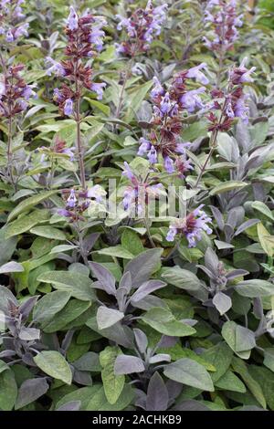Purple leaved sage (Salvia officinalis 'Purpurascens'). Stock Photo