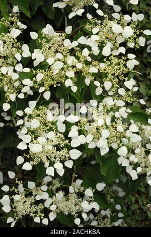 Schizophragma hydrangeoides. Stock Photo