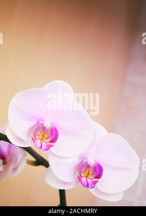 Orchid flowers( Phalaenopsis Hinamatsuri 'Blushing Bride'). Stock Photo