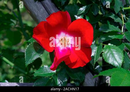 Rose (Rosa 'Dortmund') in flower. Stock Photo