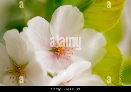 Yoshino cherry (Prunus x yedoensis) in flower. Stock Photo