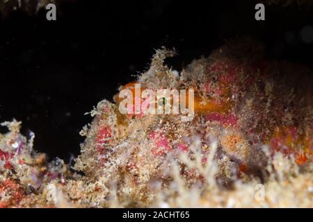 Well camouflaged Frogfish on an underwater shipwreck Stock Photo