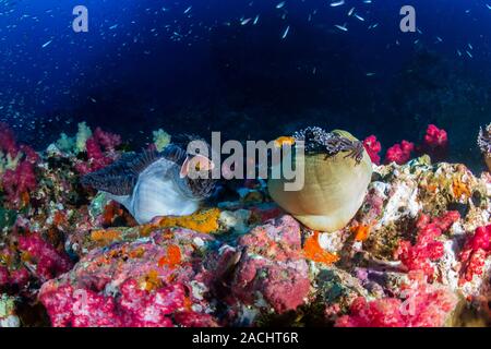 Skunk Clownfish in their host anemone on a tropical coral reef in Thailand Stock Photo