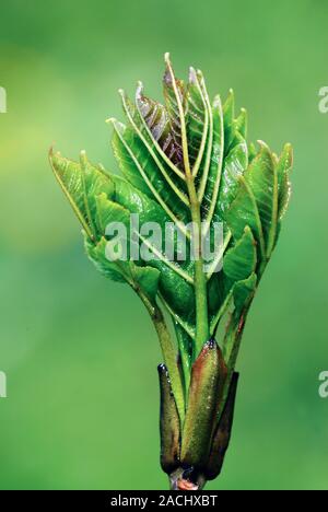 Ash (Fraxinus excelsior) leaves emerging. Leaves of the European ash tree breaking from bud. Photographed in Dorset, UK, in May. Stock Photo