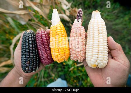 Native maize varieties. Man holding different coloured native maize (Zea mays) cobs grown in Oaxaca State, Mexico. These are some of many varieties of Stock Photo