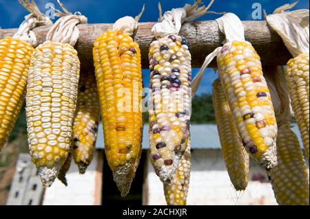 Native maize varieties. Different coloured native maize (Zea mays) cobs drying in the sun. These cobs were grown in Oaxaca State, Mexico and are some Stock Photo