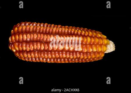 Native maize varieties. Native maize (Zea mays) cob grown in Oaxaca State, Mexico. This example is one of many varieties of corn that were first culti Stock Photo