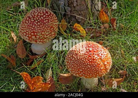 A pair of immature Amanita muscaria or Fly Amanita mushroom growing on the ground, Vancouver, British Columbia, Canada