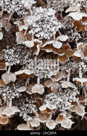 Frost on Hydrangea cv. Stock Photo