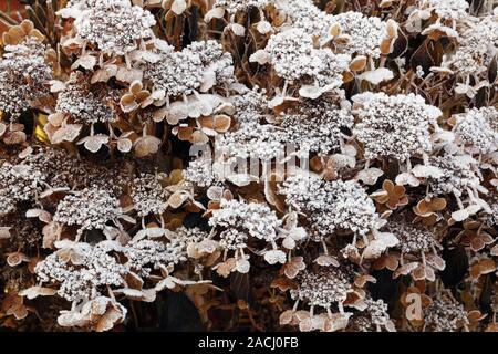 Frost on Hydrangea cv. Stock Photo