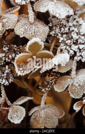 Frost on Hydrangea cv. Stock Photo