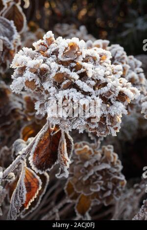 Frost on Hydrangea cv. Stock Photo
