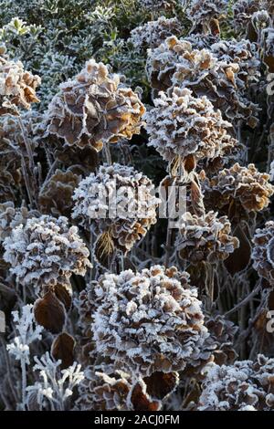 Frost on Hydrangea cv. Stock Photo