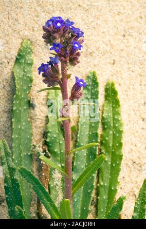 Alkanet (Anchusa calcarea), also known as Bugloss, flowering on sand dunes in Algarve, Portugal. Stock Photo
