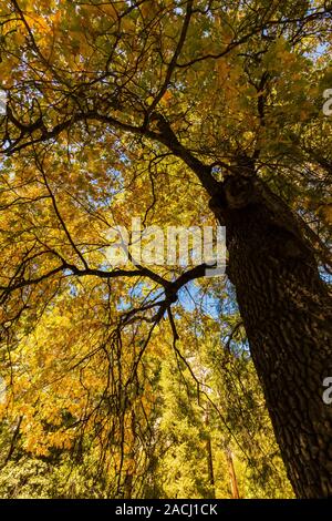 Autumn color of a California Black Oak, Quercus kelloggii, in the Cedar Grove area of Kings Canyon National Park, California, USA Stock Photo