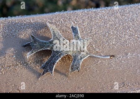 A Frosty Black Oak Leaf Sits On An Icy Deck Stock Photo