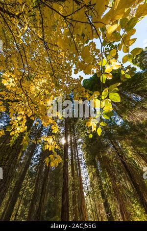Giant Sequoia, Sequoiadendron giganteum, grove in Kings Canyon National Park, California, USA