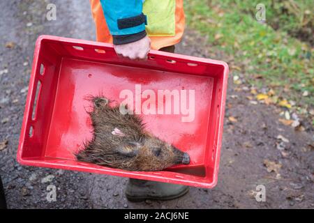 Wadgassen, Germany. 29th Nov, 2019. The head of a wild boar lies in a box. This is used by Saarland hunters to train their dogs to track down dead wild boars that are to be tested for the African swine fever virus (ASP). (for dpa: 'First wild boar carcass search dogs for African swine fever outbreak at the start') Credit: Oliver Dietze/dpa/Alamy Live News Stock Photo