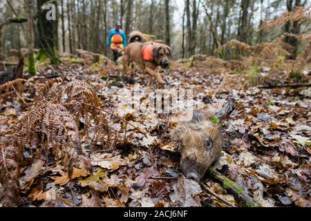 Wadgassen, Germany. 29th Nov, 2019. Mongrel Otto tracked down a piece of wild boar, which was laid out for training. Otto is trained to detect dead feral pigs to be tested for the African swine fever virus (ASP). (for dpa: 'First wild boar carcass search dogs for African swine fever outbreak at the start') Credit: Oliver Dietze/dpa/Alamy Live News Stock Photo