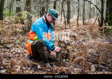Wadgassen, Germany. 29th Nov, 2019. René Wiese holds a piece of wild boar in his hand, which his dog Otto found during training in the forest. Mongrel Otto is trained to detect dead wild boars to be tested for the African swine fever virus (ASP). (for dpa: 'First wild boar carcass search dogs for African swine fever outbreak at the start') Credit: Oliver Dietze/dpa/Alamy Live News Stock Photo
