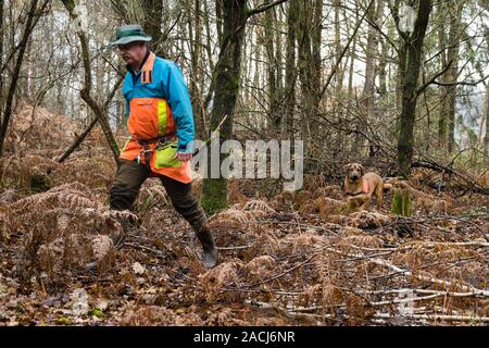 Wadgassen, Germany. 29th Nov, 2019. Hunter René Wiese and his dog Otto go for a walk in the woods. Otto is trained to detect dead feral pigs to be tested for the African swine fever virus (ASP). (for dpa: 'First wild boar carcass search dogs for African swine fever outbreak at the start') Credit: Oliver Dietze/dpa/Alamy Live News Stock Photo