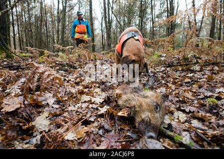 Wadgassen, Germany. 29th Nov, 2019. Mongrel Otto tracked down a piece of wild boar, which was laid out for training. Otto is trained to detect dead feral pigs to be tested for the African swine fever virus (ASP). (for dpa: 'First wild boar carcass search dogs for African swine fever outbreak at the start') Credit: Oliver Dietze/dpa/Alamy Live News Stock Photo