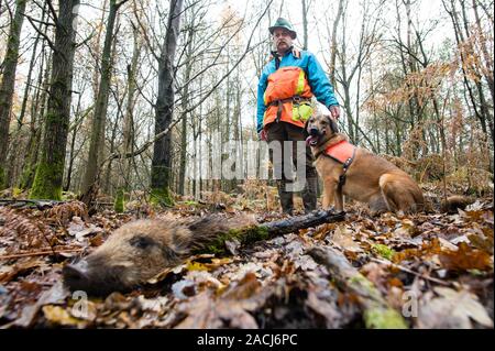 Wadgassen, Germany. 29th Nov, 2019. René Wiese and his dog Otto stand next to a piece of wild boar that Otto found during training in the woods. Otto is trained to detect dead feral pigs to be tested for the African swine fever virus (ASP). (for dpa: 'First wild boar carcass search dogs for African swine fever outbreak at the start') Credit: Oliver Dietze/dpa/Alamy Live News Stock Photo
