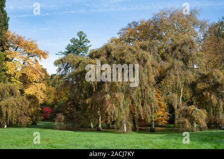 Betula pendula 'Youngii'. Young's weeping birch tree at Westonbirt arboretum in autumn. Gloucestershire, England Stock Photo