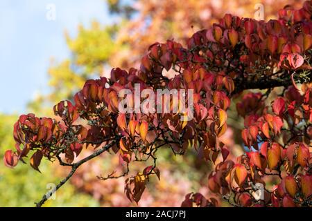 Cornus Kousa var. chinensis. Chinese dogwood tree foliage in autumn. UK Stock Photo