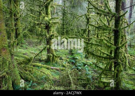 Pine trees covered in hanging moss in the woodland along next to Kennick Burn, Dumfries and Galloway, Scotland Stock Photo