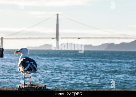 A seagull sitting on a pier near sunset with the golden gate Bridge in the background, San Fransisco, California, USA. Stock Photo