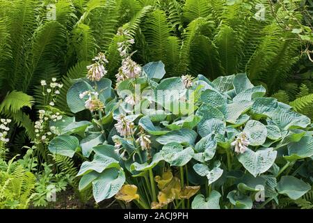 Plantain Lily (Hosta sp.) and ferns in mixed flowerbed. Stock Photo