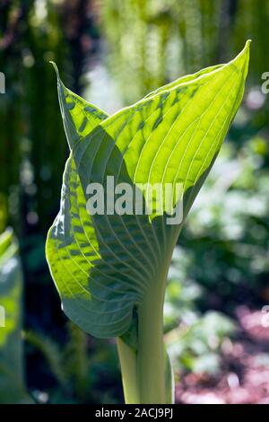 Emerging foliage of Plantain Lily (Hosta sp.). Stock Photo
