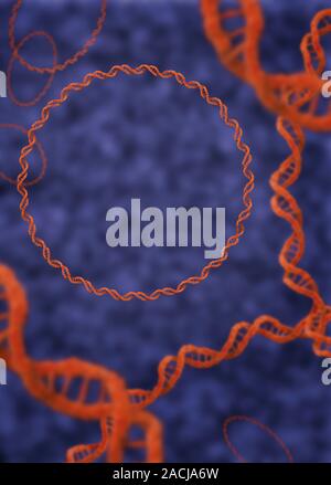 Bacterial DNA. Computer artwork of rings of double-stranded DNA (deoxyribonucleic acid). Bacterial DNA is typically found in rings like this, which ar Stock Photo