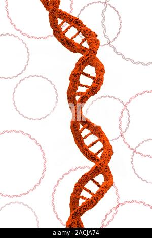 DNA molecules. Computer artwork of molecules of deoxyribonucleic acid (DNA). DNA is composed of two strands twisted into a double helix. Each strand c Stock Photo