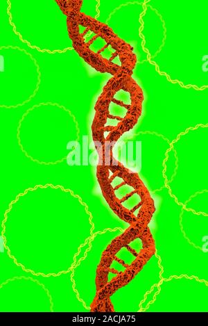 DNA molecules. Computer artwork of molecules of deoxyribonucleic acid (DNA). DNA is composed of two strands twisted into a double helix. Each strand c Stock Photo