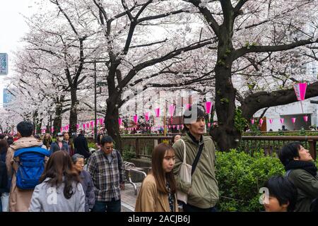 TOKYO, JAPAN - MARCH 29, 2019: Cherry blossom festival in full bloom at Meguro River . Meguro River is one of the best place to enjoy it Stock Photo