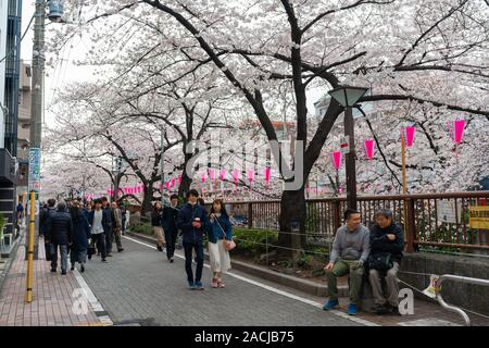 TOKYO, JAPAN - MARCH 29, 2019: Cherry blossom festival in full bloom at Meguro River . Meguro River is one of the best place to enjoy it Stock Photo