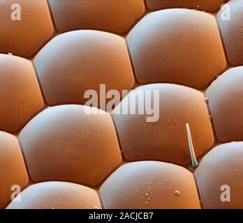 Housefly eye. Coloured scanning electron micrograph (SEM) of the surface of a compound eye from a common housefly (Musca domestica). The eye consists Stock Photo
