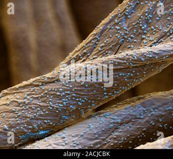 Stain and waterproof cotton. Coloured scanning electron micrograph (SEM) of cotton fibres covered in nanoparticles (blue). The covering of nanoparticl Stock Photo