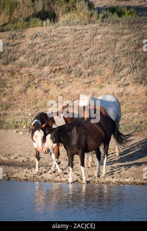 Group of wild horses drinking from a pond Stock Photo