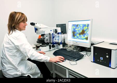 Haematology laboratory. Haematology technician examining blood cells under a multiple filter light microscope. Stock Photo