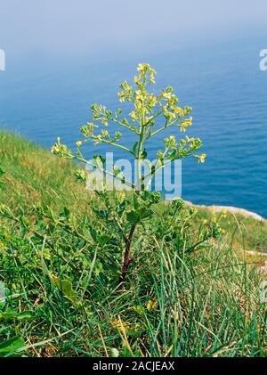 Brassica oleracea growing on sea cliffs in South Devon. Stock Photo
